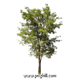 Isolated Tree On Transparent Background 