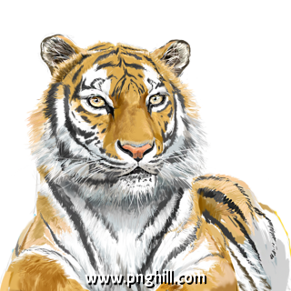 Hand Painted Animal Tiger Free PNG Download