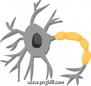 Neurons Clip Art Png 