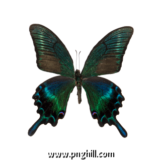Insect Flying Blue Black Butterfly Free PNG Download