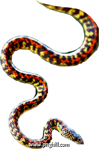 Python Clipart