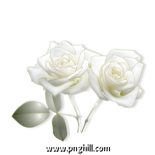 White Rose Flower