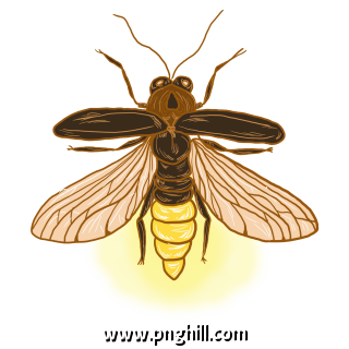 Glowing Insect Firefly Free PNG Download