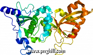 Protein Capn1 Pdb 1zcm Capn1 Clipart