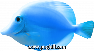Tropical Fish Clipart Png Download