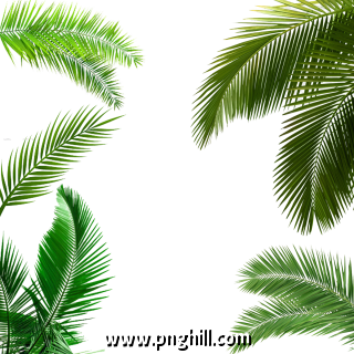 Palm  Leaf 