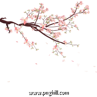 Sakura  Background With Blossom Cherry  Branches 